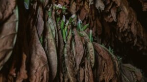 tobacco plant leaves